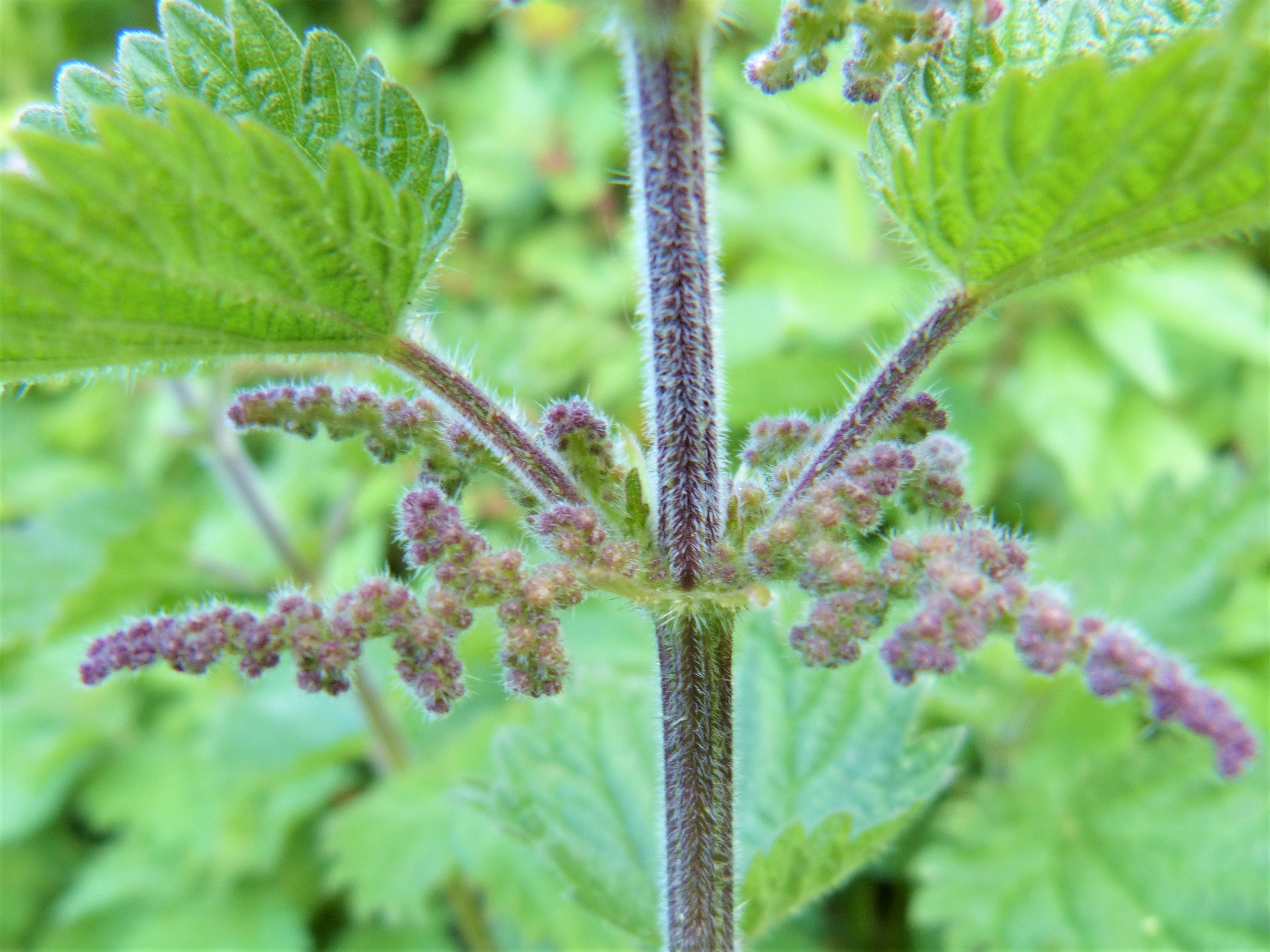 Detail Pictures Of Stinging Nettle Plant Nomer 40