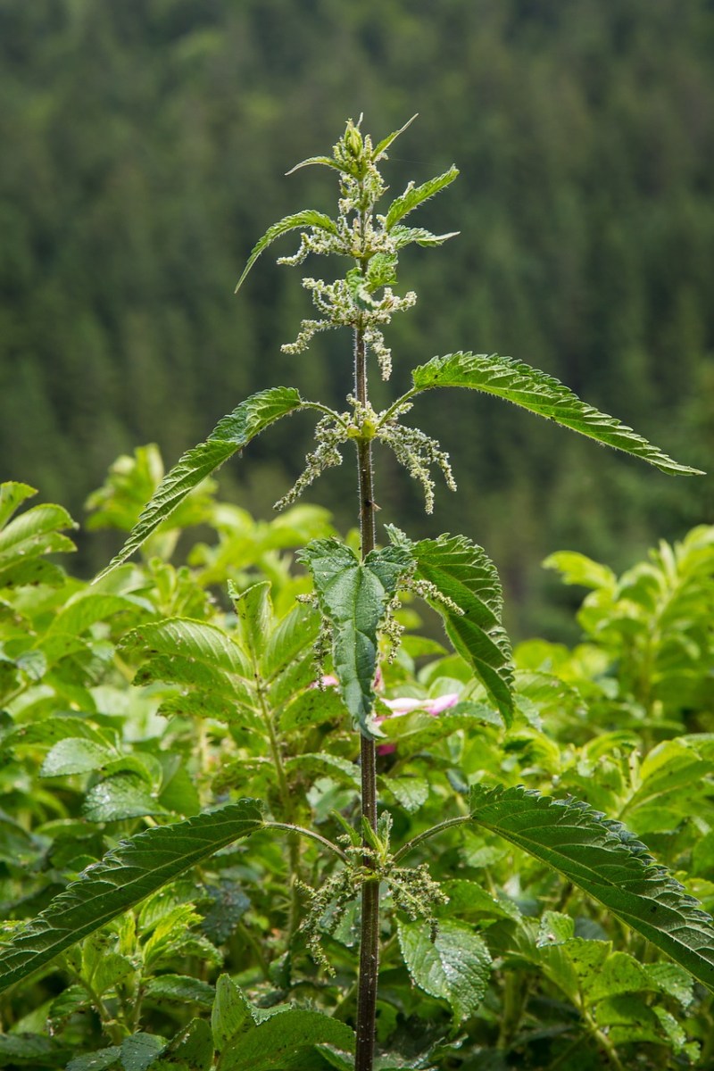 Detail Pictures Of Stinging Nettle Plant Nomer 41