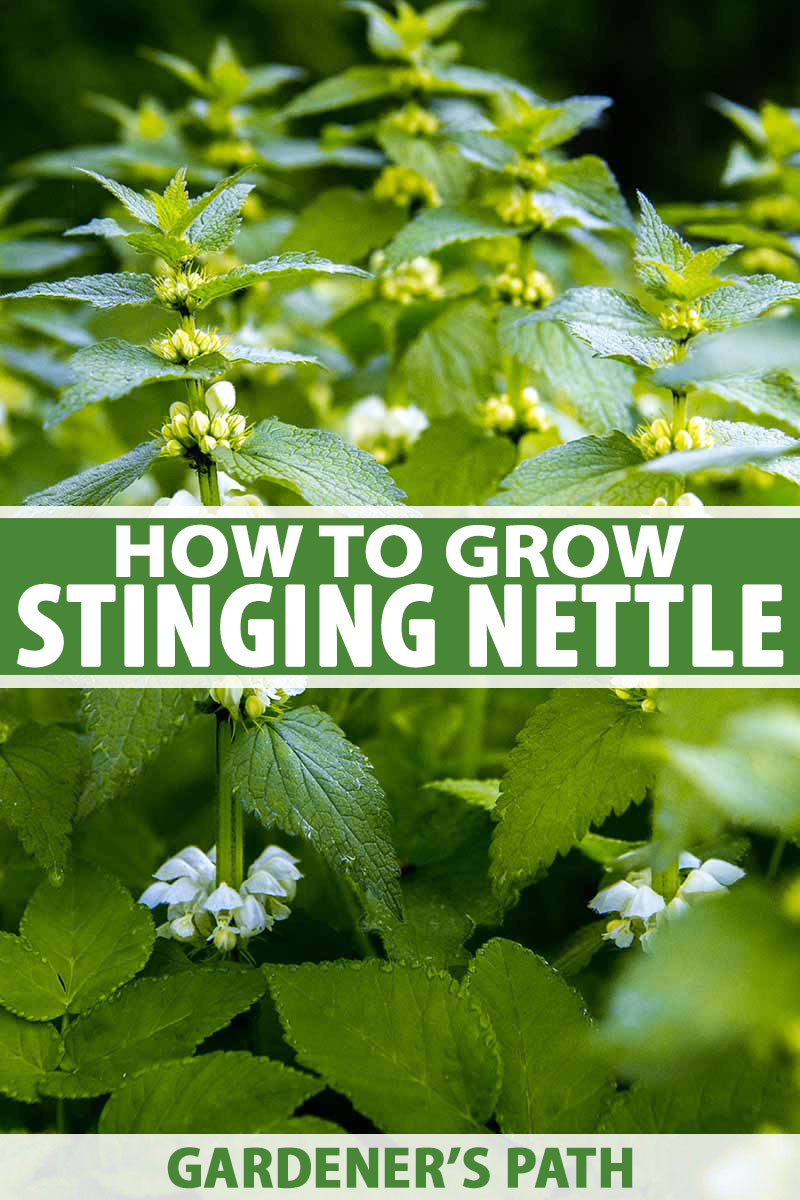 Detail Pictures Of Stinging Nettle Plant Nomer 6