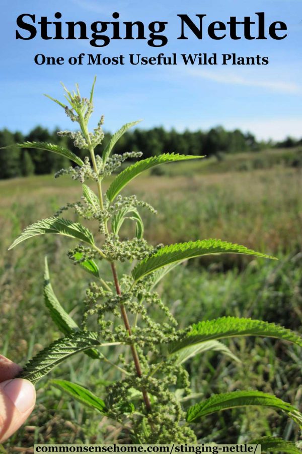 Detail Pictures Of Stinging Nettle Plant Nomer 45