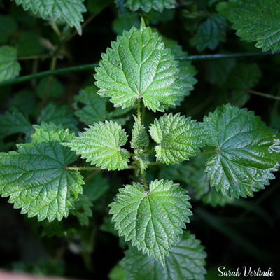 Detail Pictures Of Stinging Nettle Plant Nomer 46