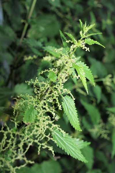 Detail Pictures Of Stinging Nettle Plant Nomer 47