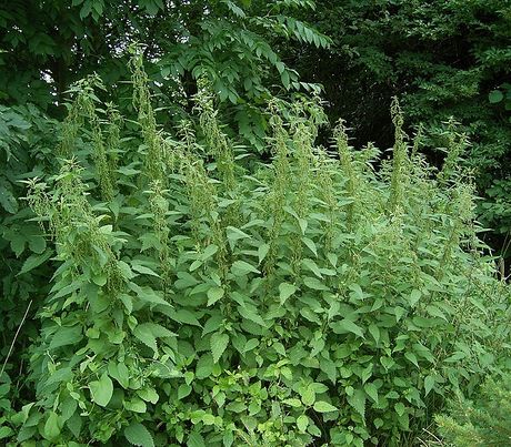 Detail Pictures Of Stinging Nettle Plant Nomer 48