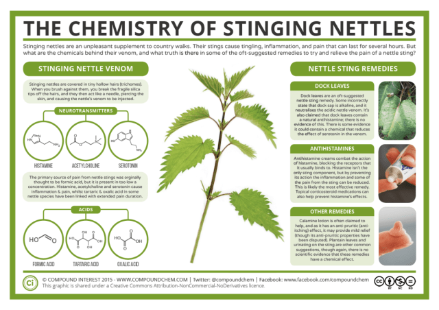 Detail Pictures Of Stinging Nettle Plant Nomer 7
