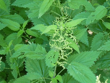 Detail Pictures Of Stinging Nettles Nomer 50