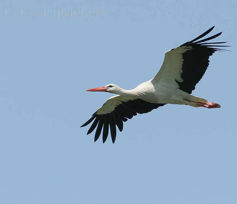 Detail Pictures Of Storks Nomer 16