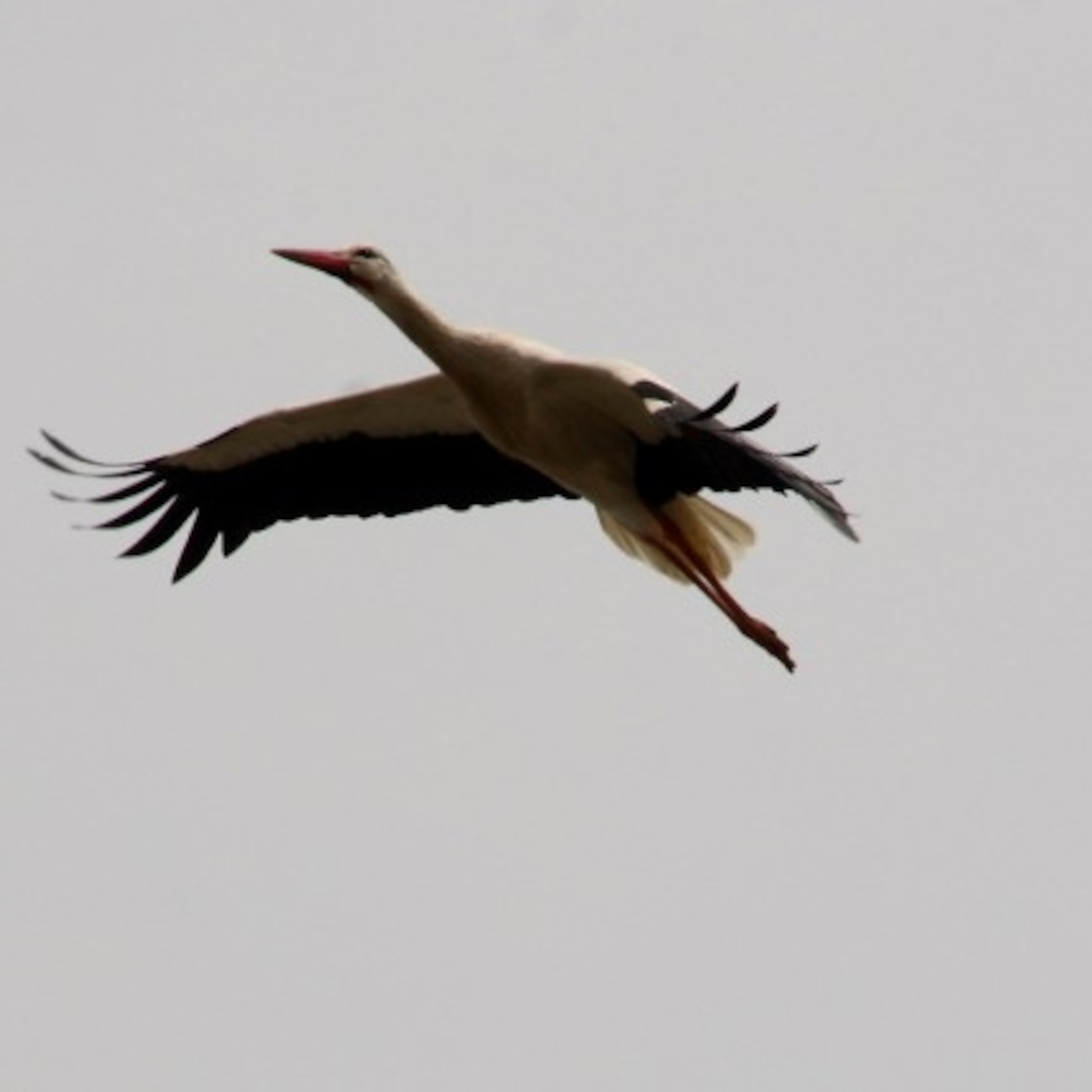 Detail Pictures Of Storks Nomer 29