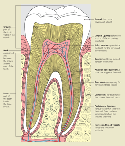 Detail Pictures Of Tooth Nomer 33