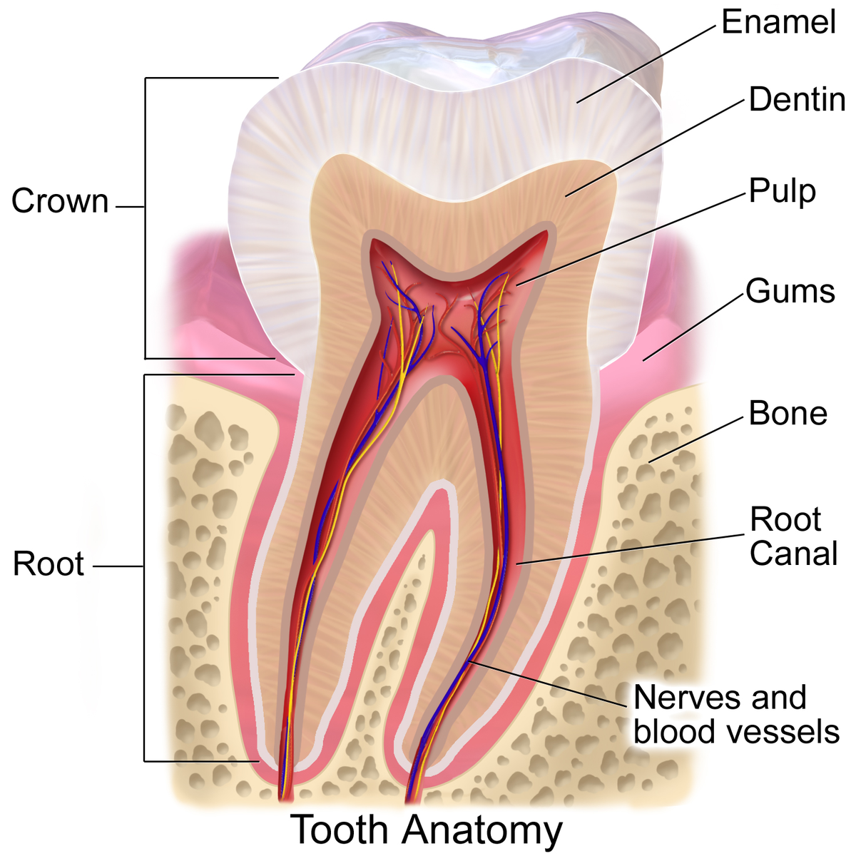 Detail Pictures Of Tooth Nomer 5