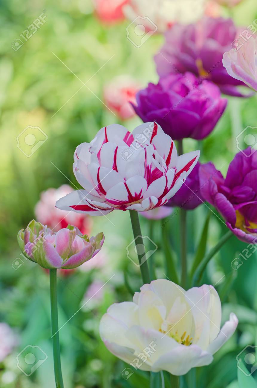 Detail Pictures Of Tulip Flowers Nomer 31