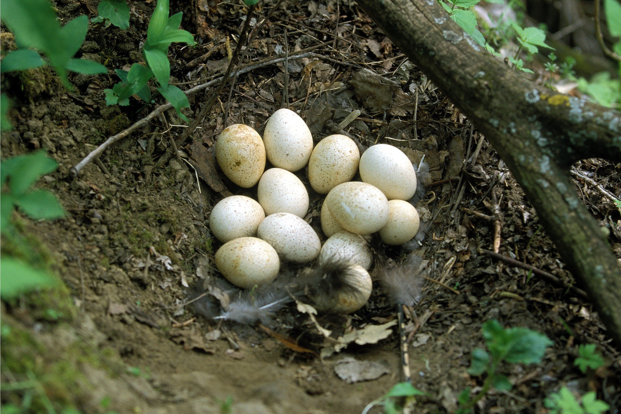 Detail Pictures Of Turkey Eggs Nomer 27