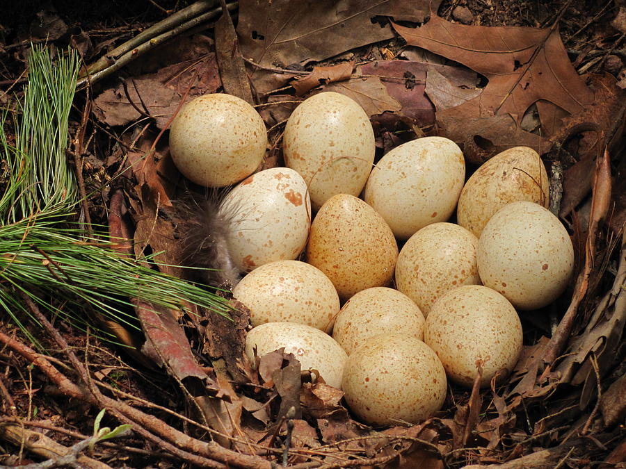 Detail Pictures Of Turkey Eggs Nomer 46