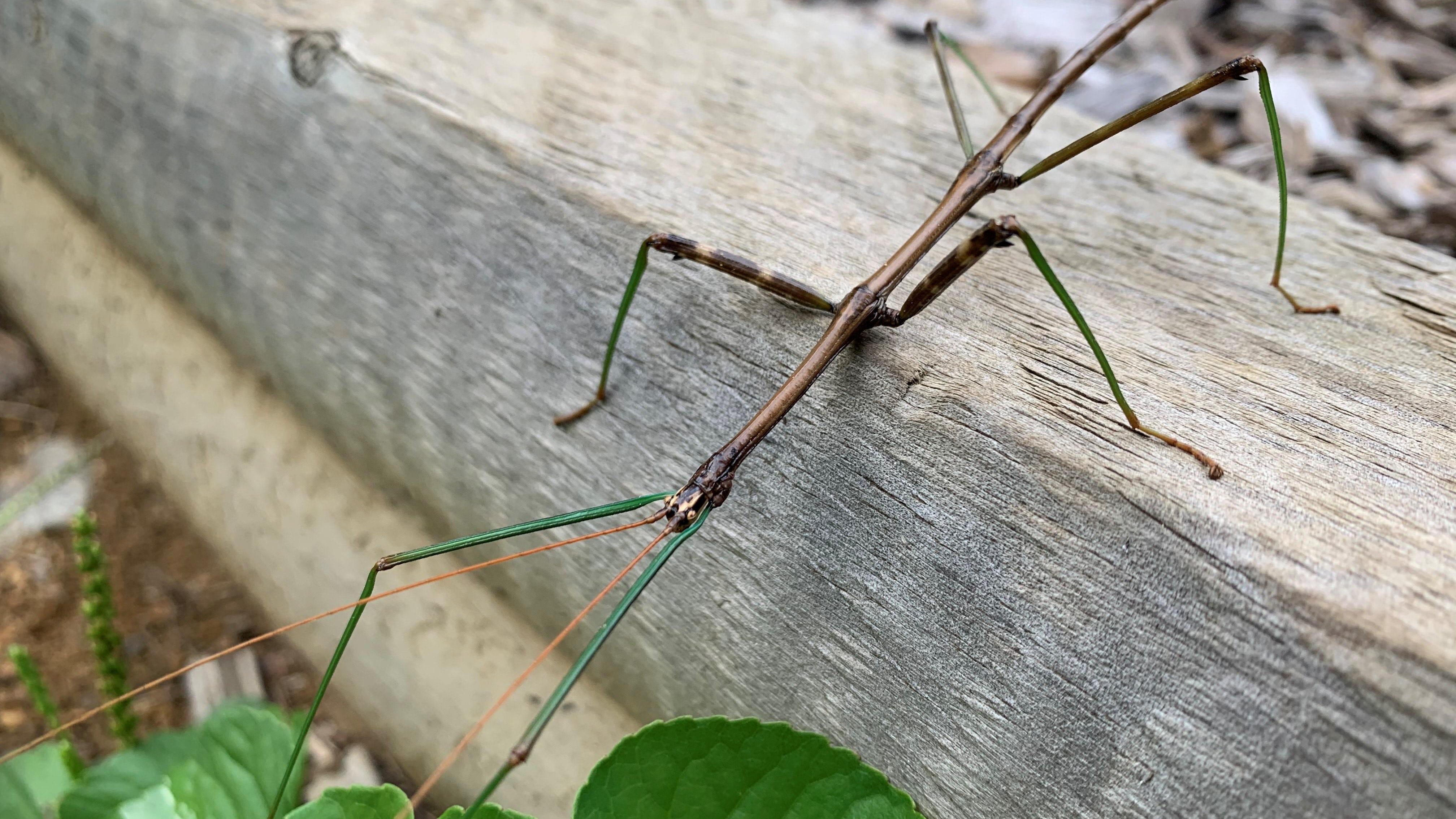 Detail Pictures Of Walking Stick Nomer 44