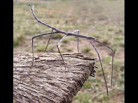 Detail Pictures Of Walking Sticks Nomer 6