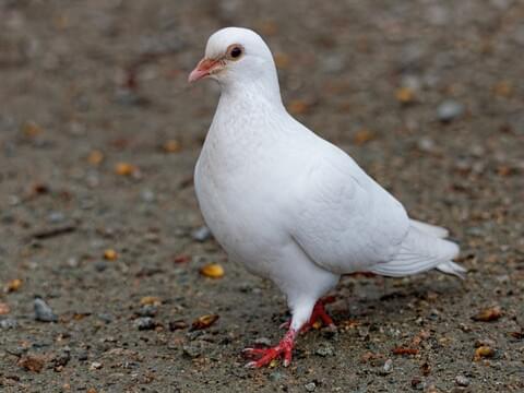 Detail Pictures Of White Pigeons Nomer 2