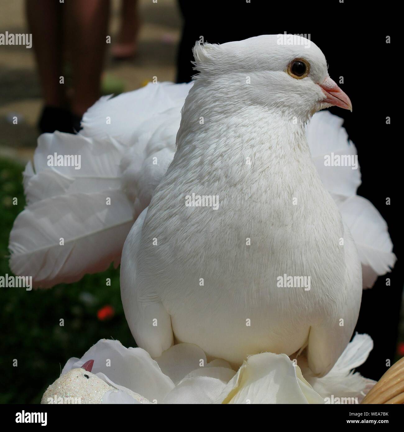 Detail Pictures Of White Pigeons Nomer 29