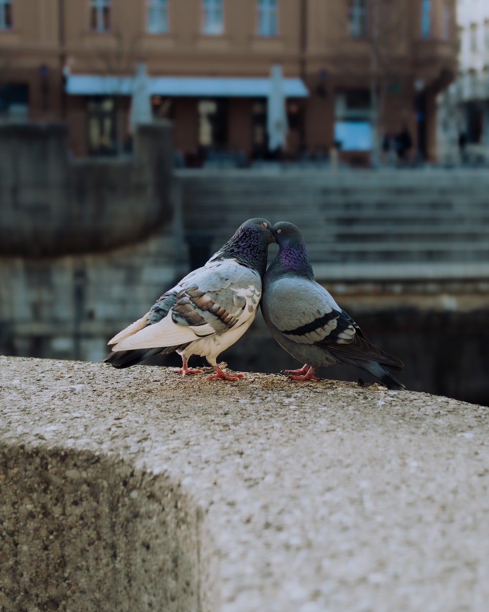 Detail Pictures Of White Pigeons Nomer 33