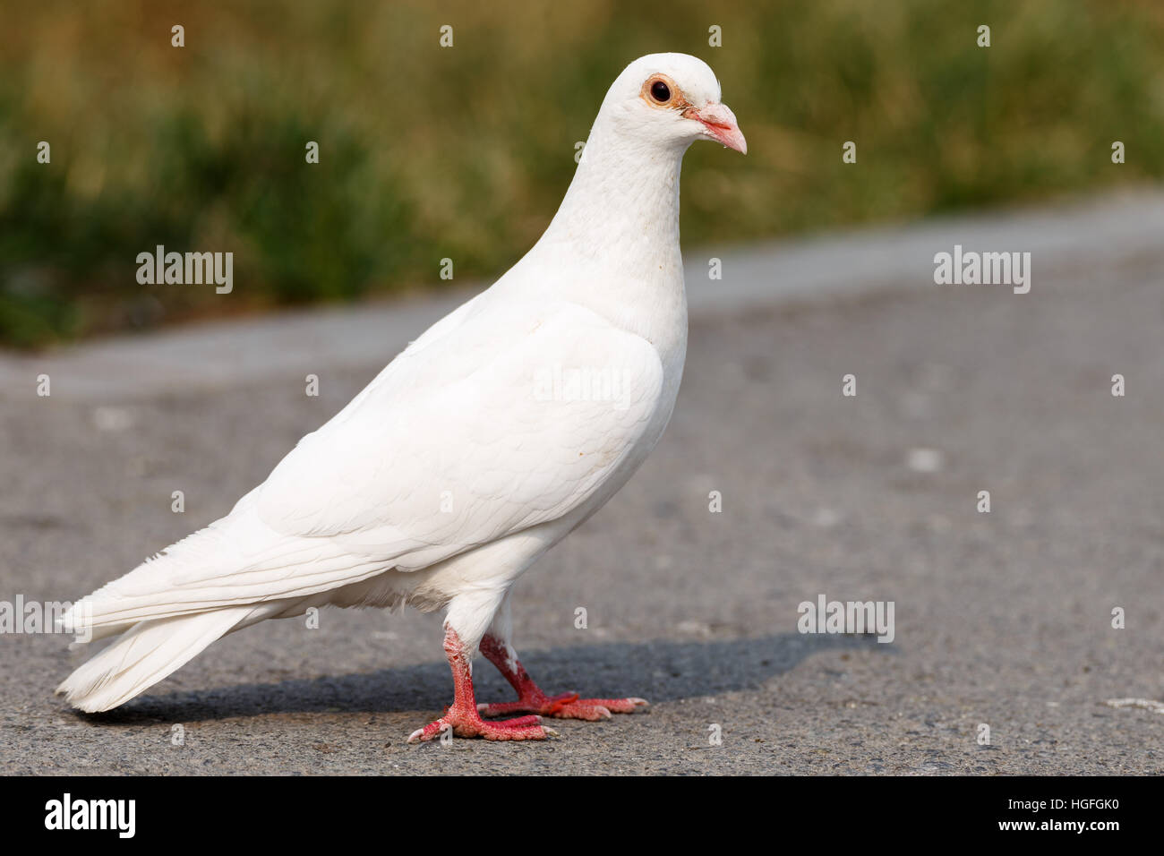 Detail Pictures Of White Pigeons Nomer 37