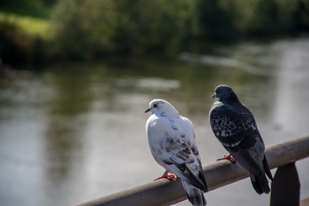 Detail Pictures Of White Pigeons Nomer 46