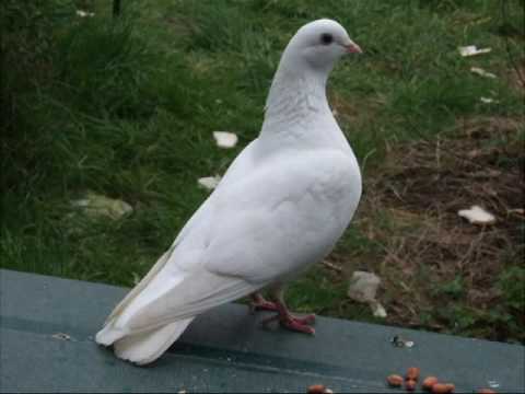 Detail Pictures Of White Pigeons Nomer 50