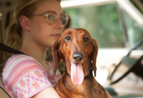 Detail Pictures Of Wiener Dogs Nomer 38