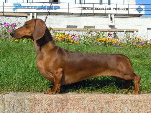 Detail Pictures Of Wiener Dogs Nomer 10