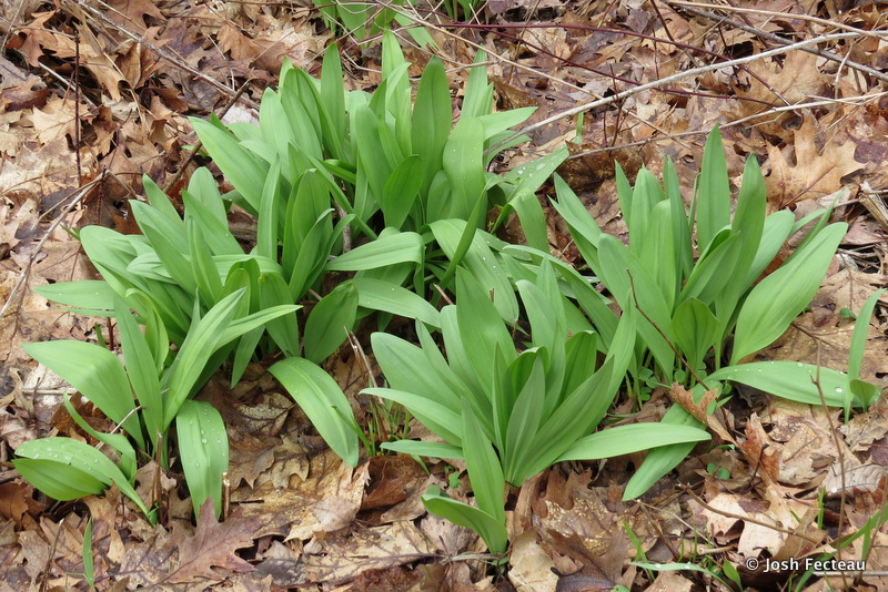 Detail Pictures Of Wild Leeks Nomer 11