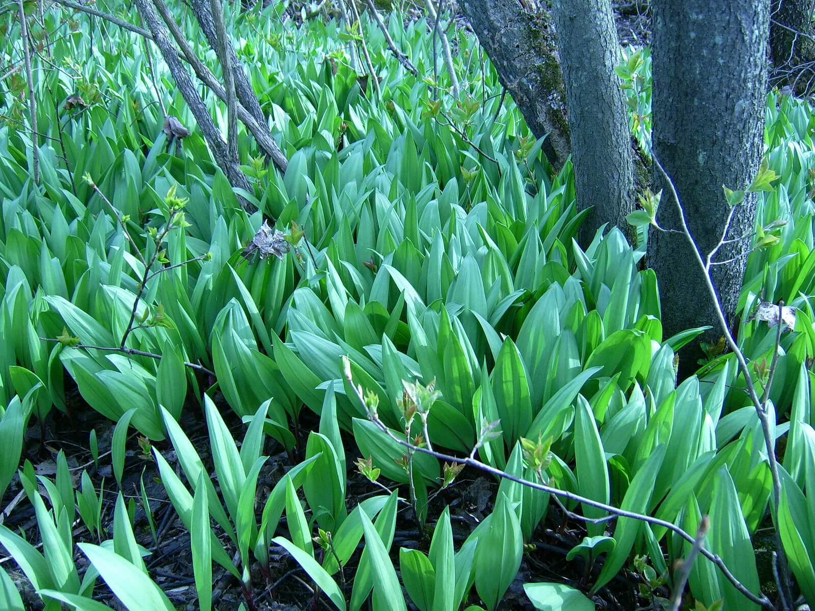 Detail Pictures Of Wild Leeks Nomer 12