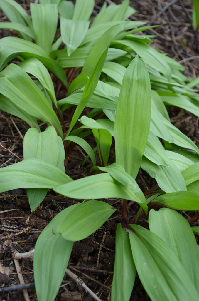 Detail Pictures Of Wild Leeks Nomer 3