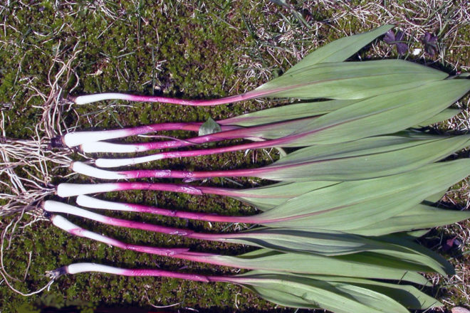 Detail Pictures Of Wild Leeks Nomer 4