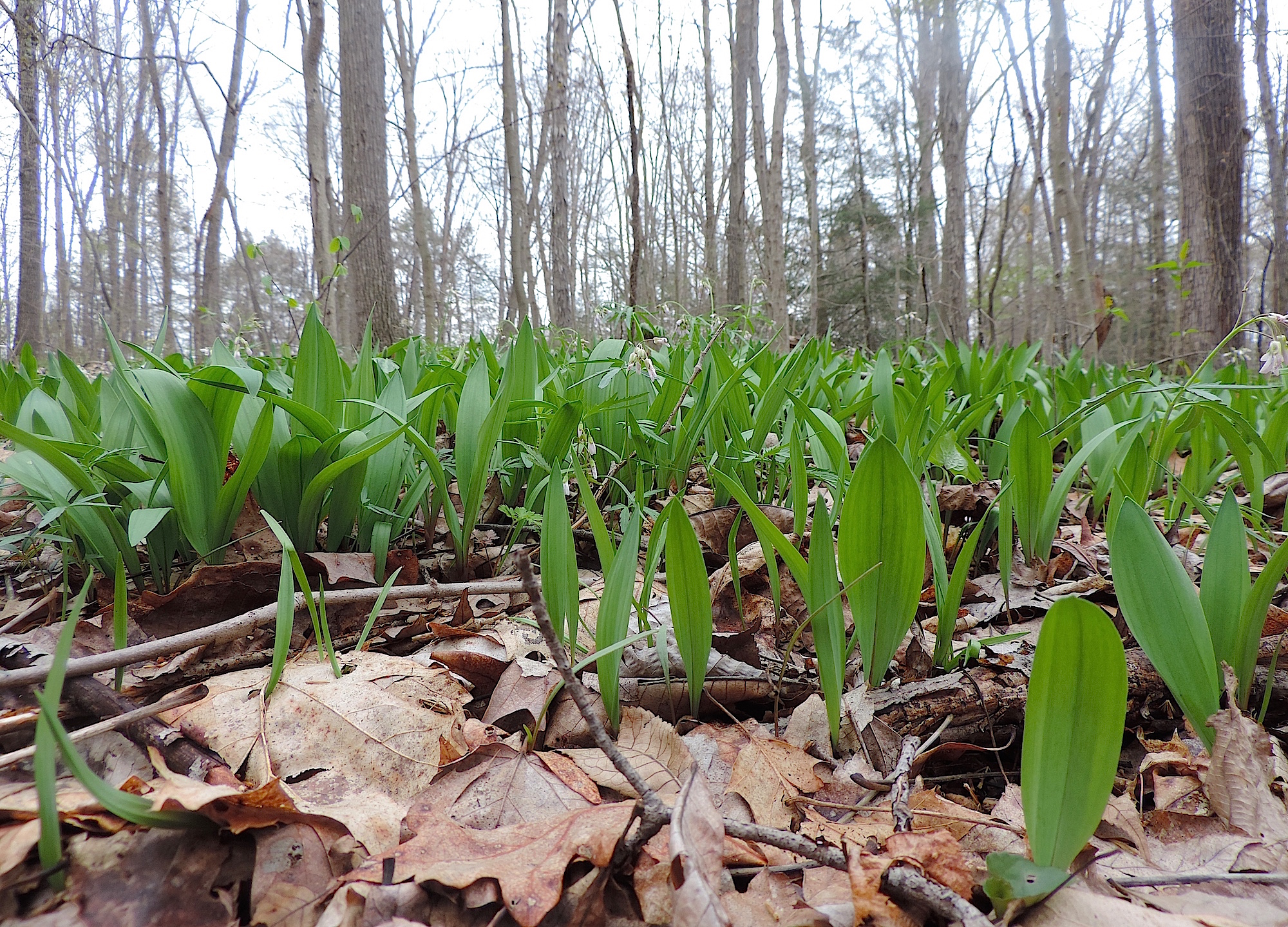 Detail Pictures Of Wild Leeks Nomer 24