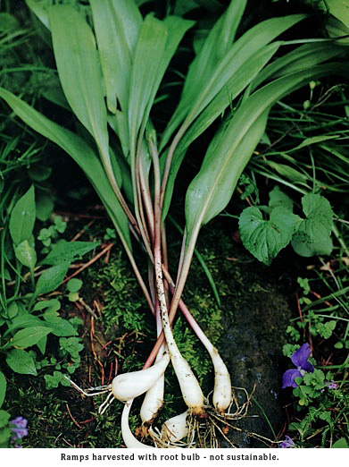 Detail Pictures Of Wild Leeks Nomer 37