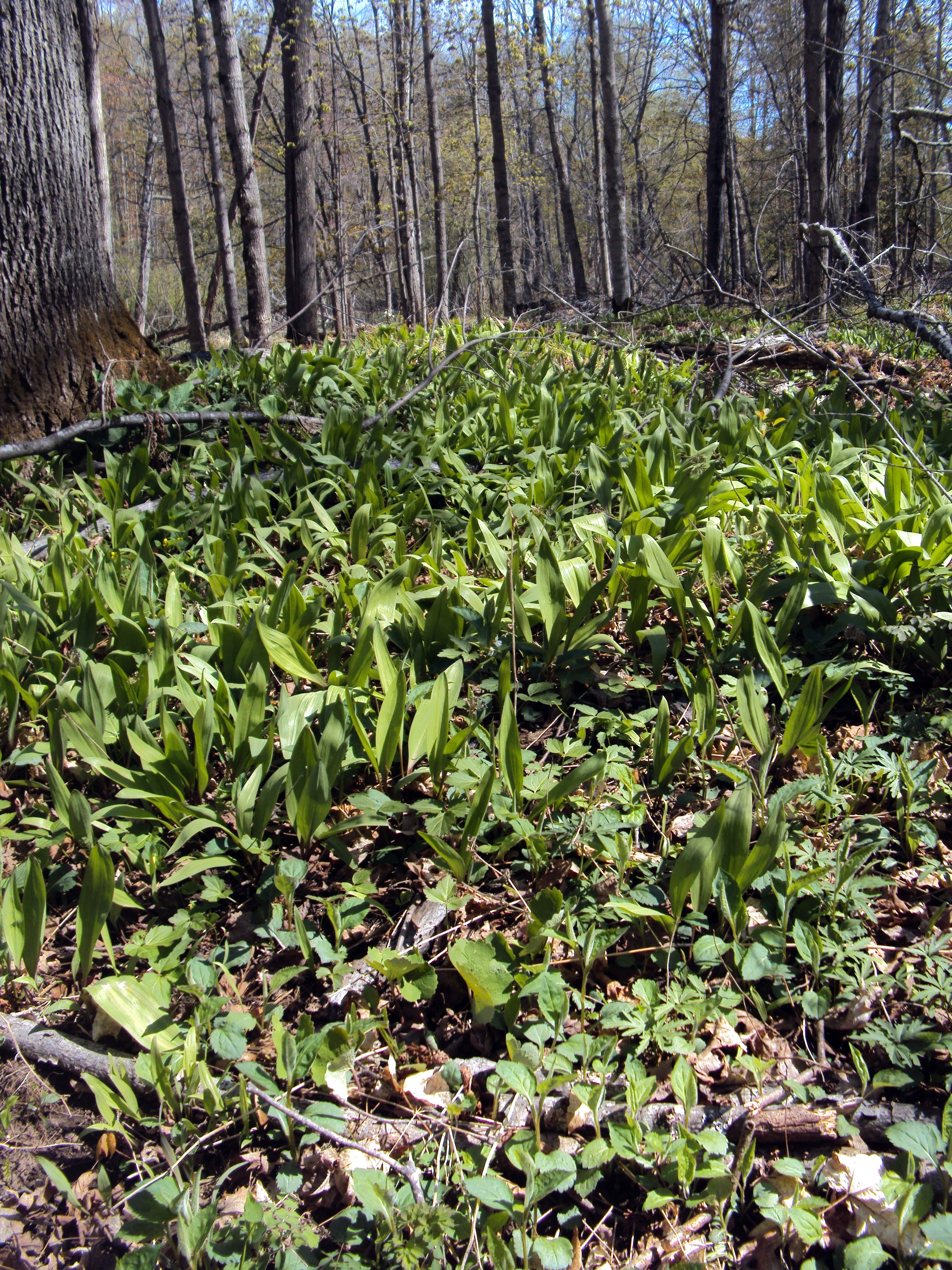 Detail Pictures Of Wild Leeks Nomer 38