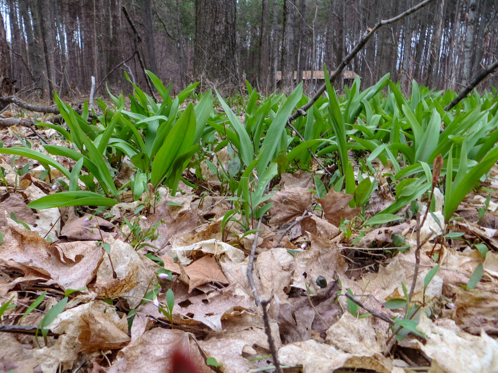 Detail Pictures Of Wild Leeks Nomer 44