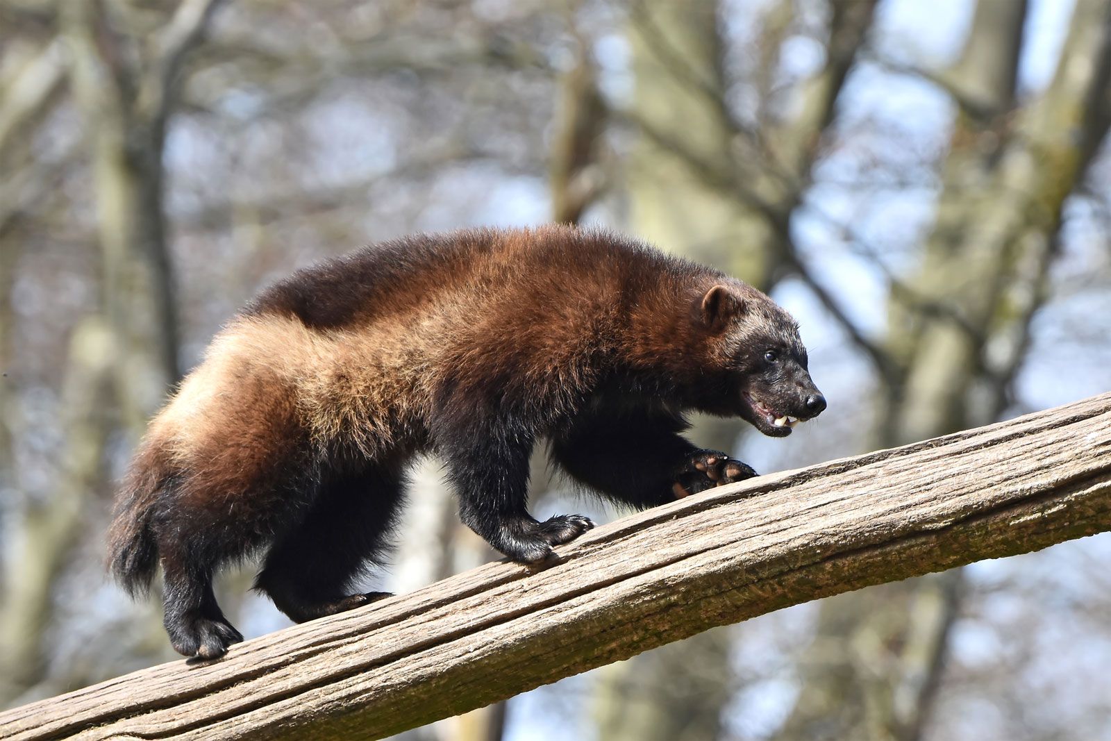 Pictures Of Wolverine Animal - KibrisPDR