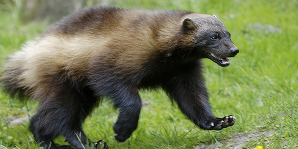 Detail Pictures Of Wolverine Animal Nomer 5