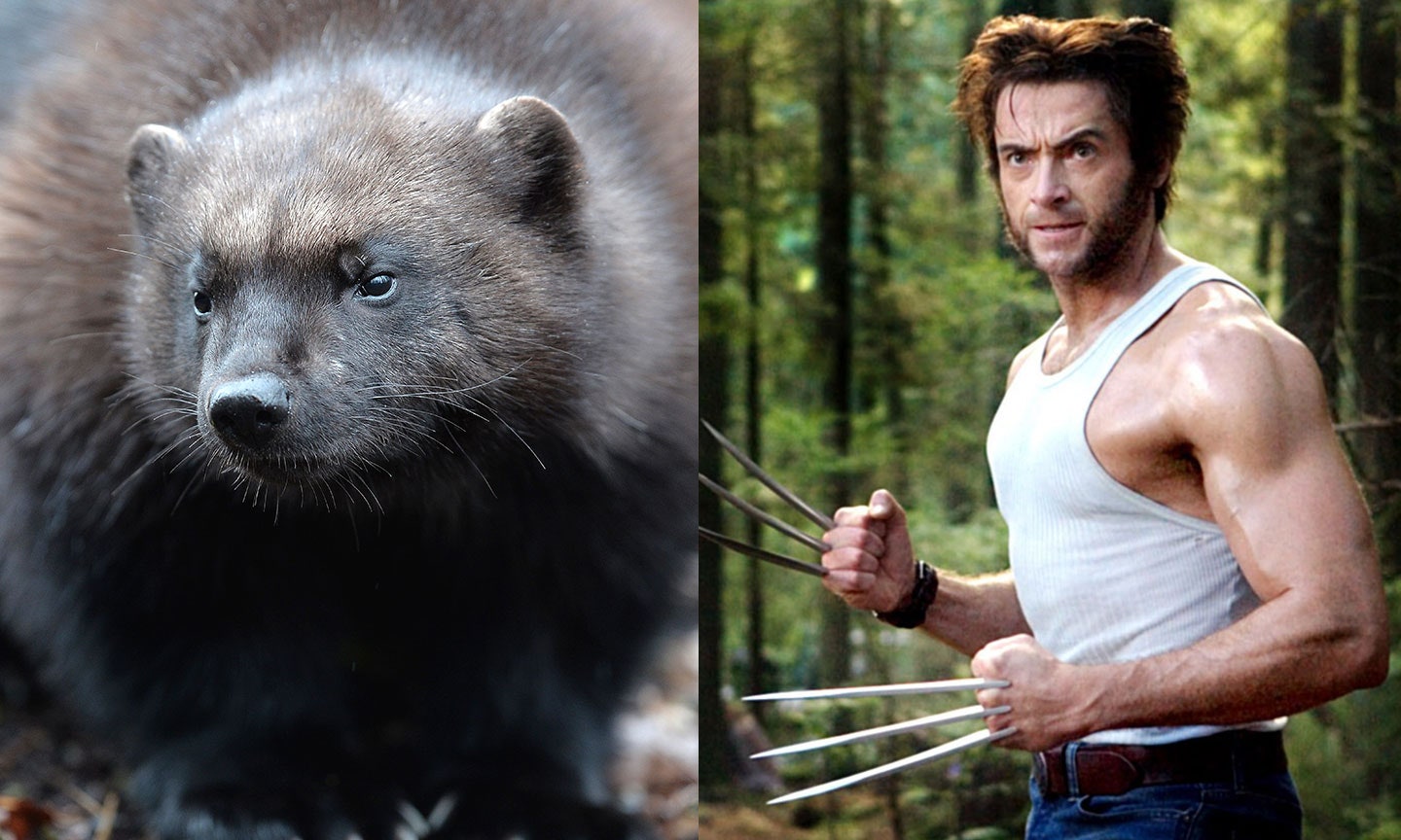 Detail Pictures Of Wolverine Animal Nomer 6