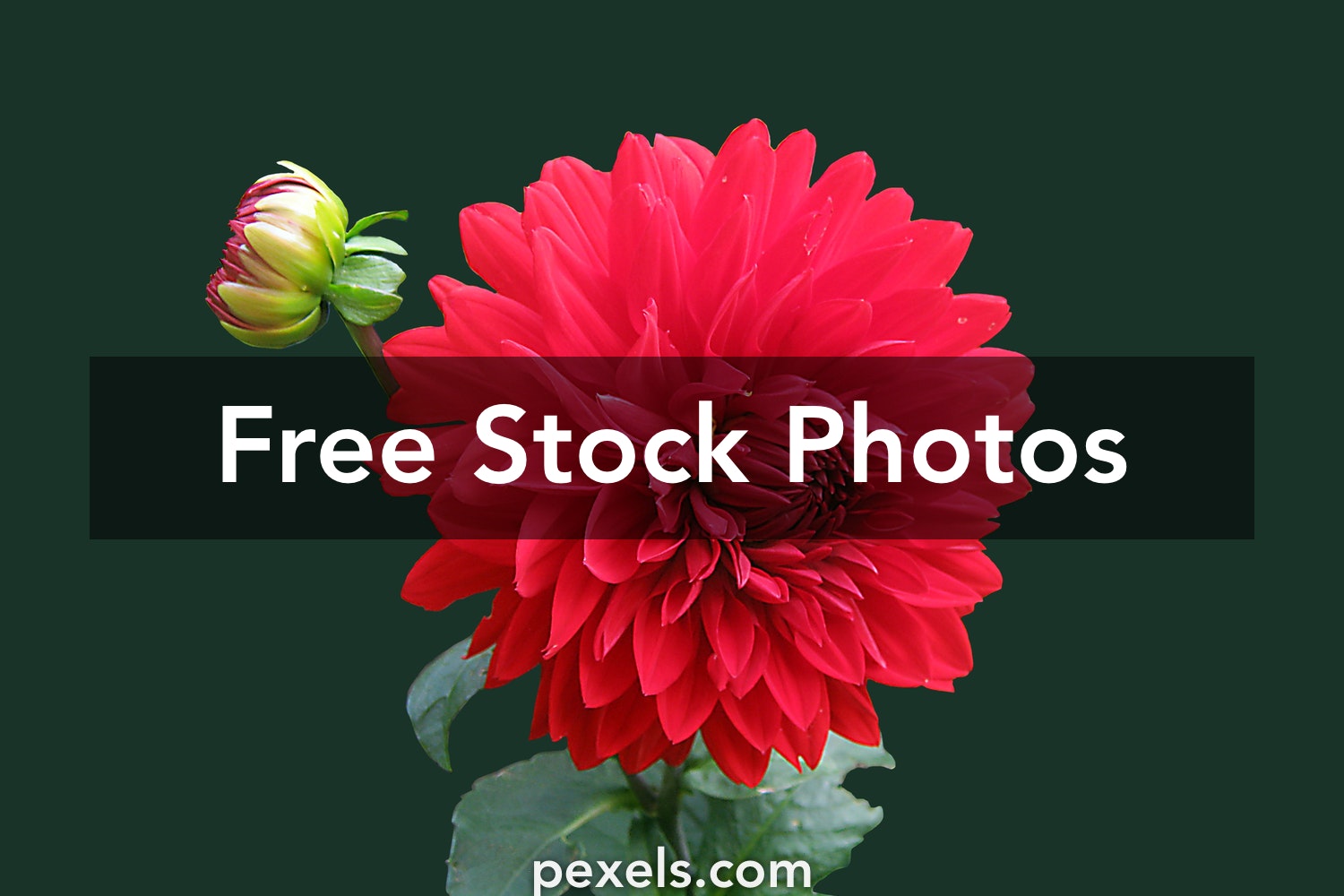 Detail Pictures To Download For Free Nomer 10