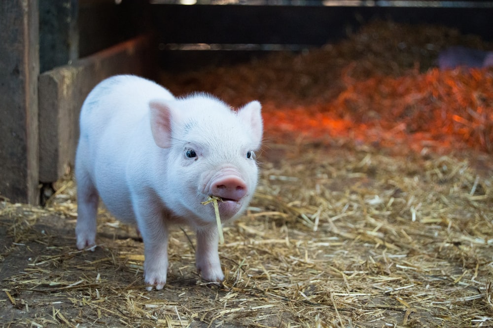 Pig Download - KibrisPDR