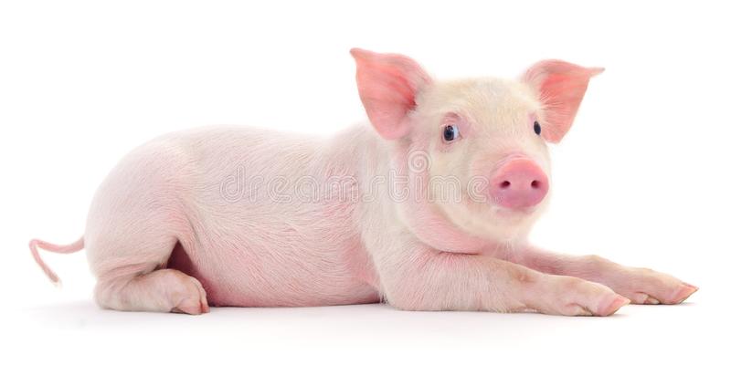 Detail Pig Download Nomer 11