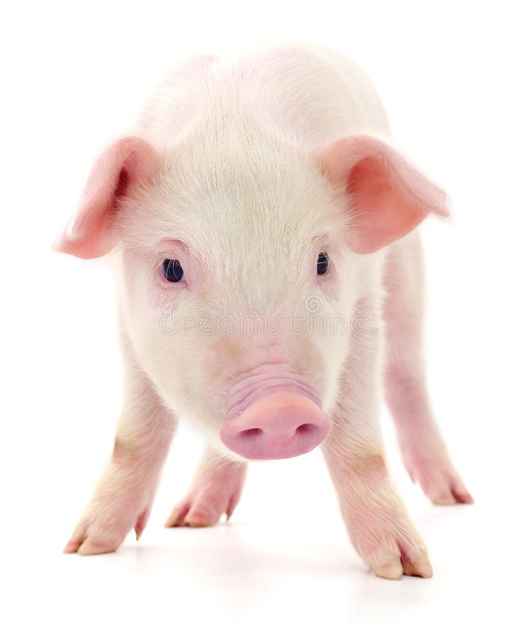 Detail Pig Download Nomer 15