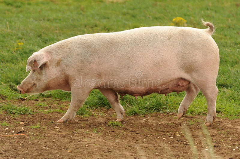 Detail Pig Download Nomer 16