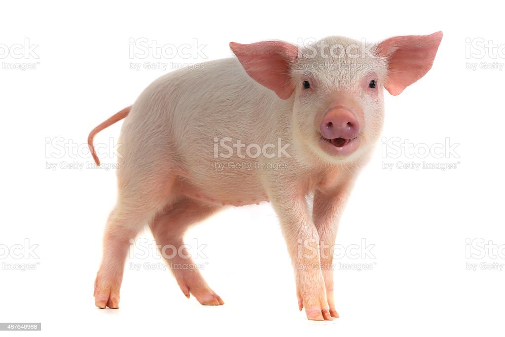 Detail Pig Download Nomer 21