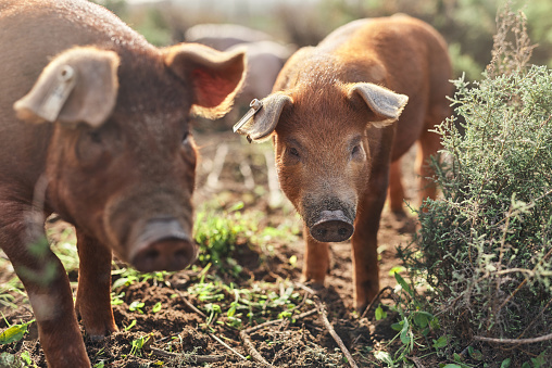 Detail Pig Download Nomer 24