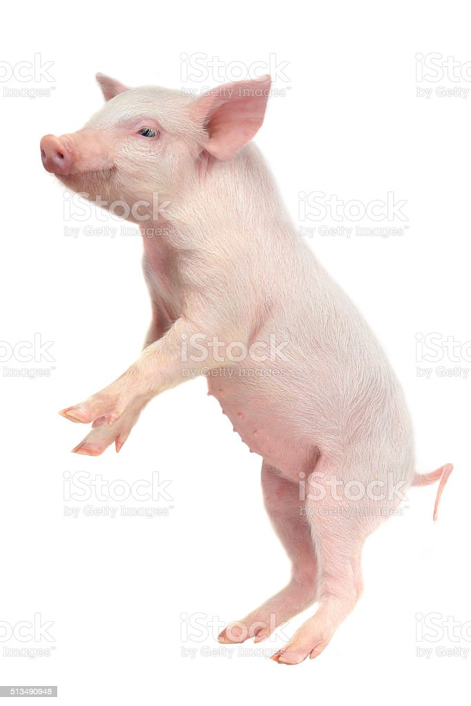 Detail Pig Download Nomer 25
