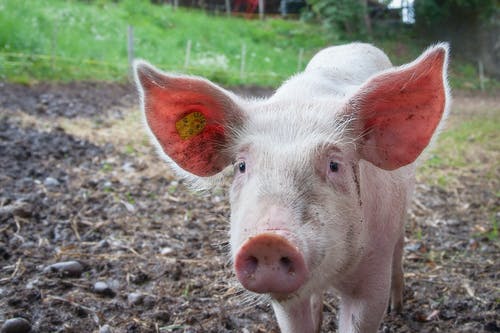 Detail Pig Download Nomer 27