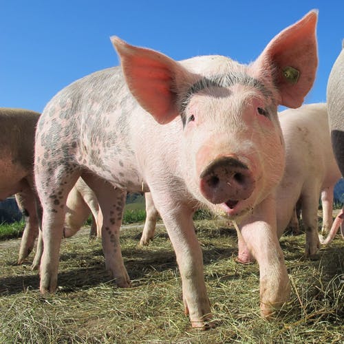 Detail Pig Download Nomer 28