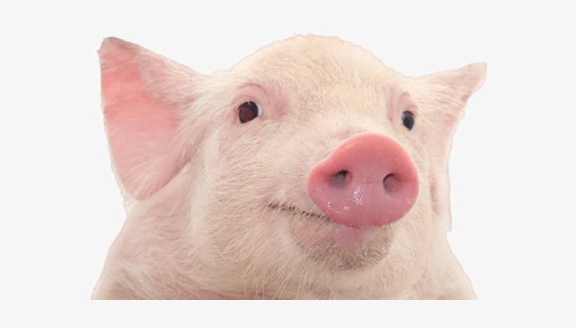 Detail Pig Download Nomer 4