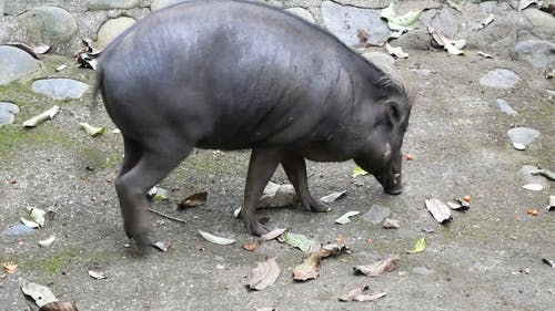 Detail Pig Download Nomer 38