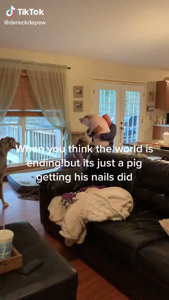 Pig Getting Nails Cut Tiktok - KibrisPDR